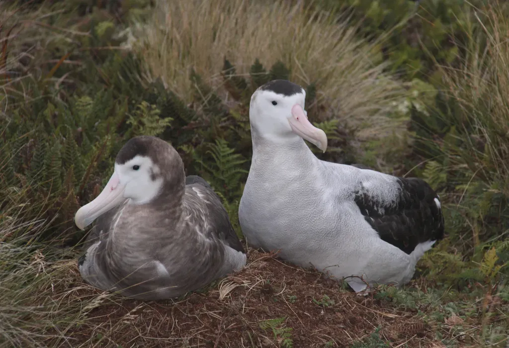 File:Diomedea antipodensis antipodensis couple.jpg