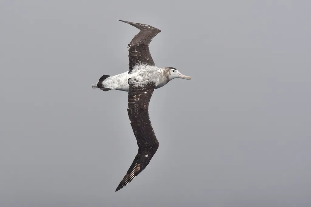 File:Diomedea antipodensis antipodensis in flight.jpg