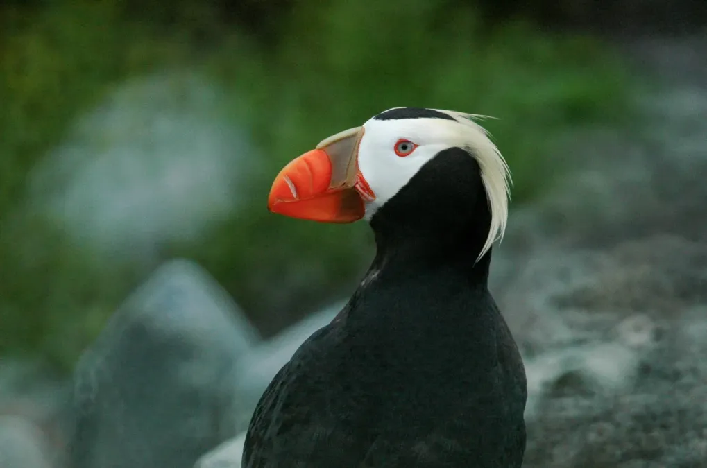 File:Tufted puffin (Fratercula cirrhata) 2018 2.jpg