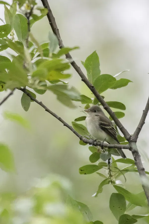 File:Alder flycatcher (Empidonax alnorum) 2023.jpg