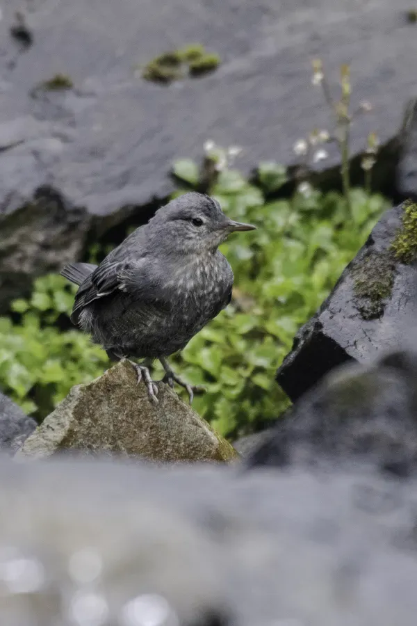 File:American dipper (Cinclus mexicanus) 2023 01.jpg