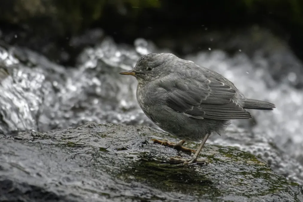 File:American dipper (Cinclus mexicanus) 2023 2.jpg