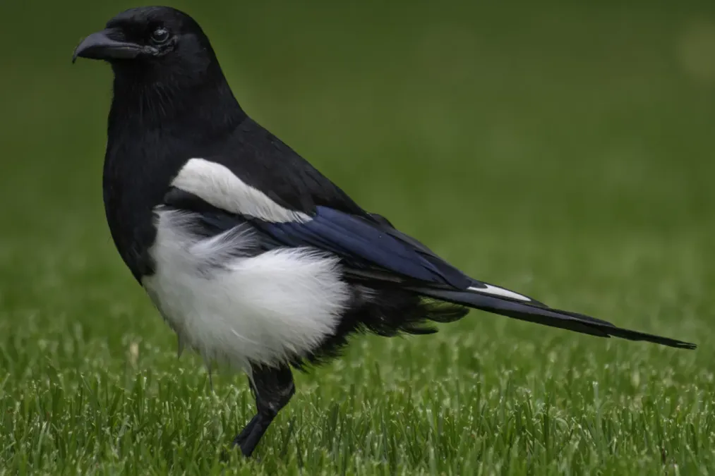 File:Black-billed magpie (Pica hudsonia) 2023 2.jpg