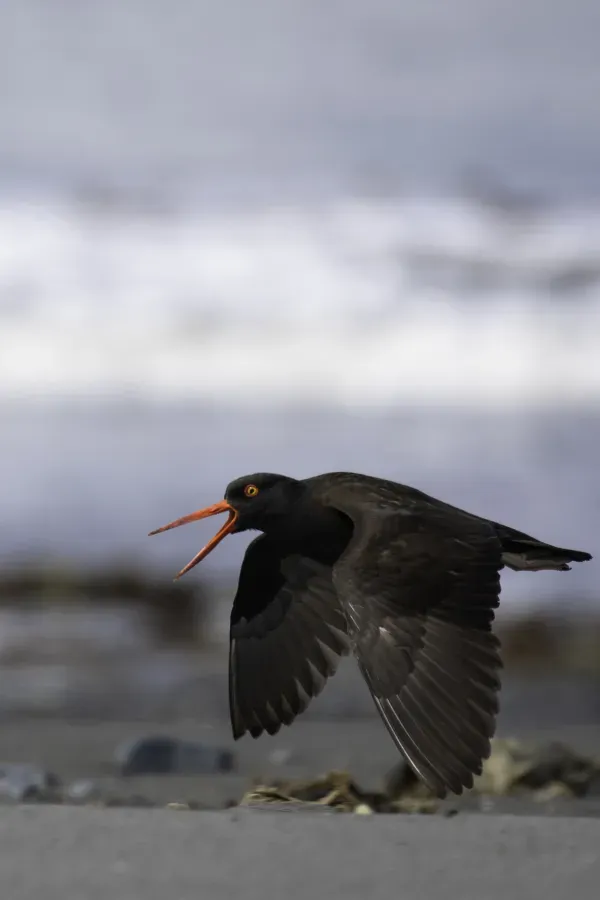 File:Black oystercatcher (Haematopus bachmani) 2023 01.jpg