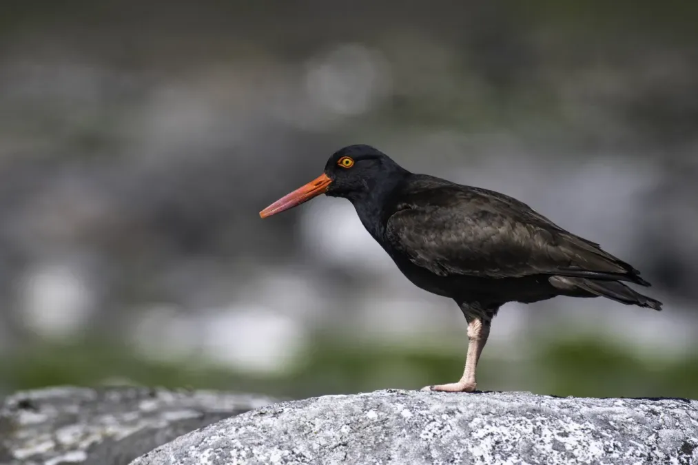 File:Black oystercatcher (Haematopus bachmani) 2023 3.jpg