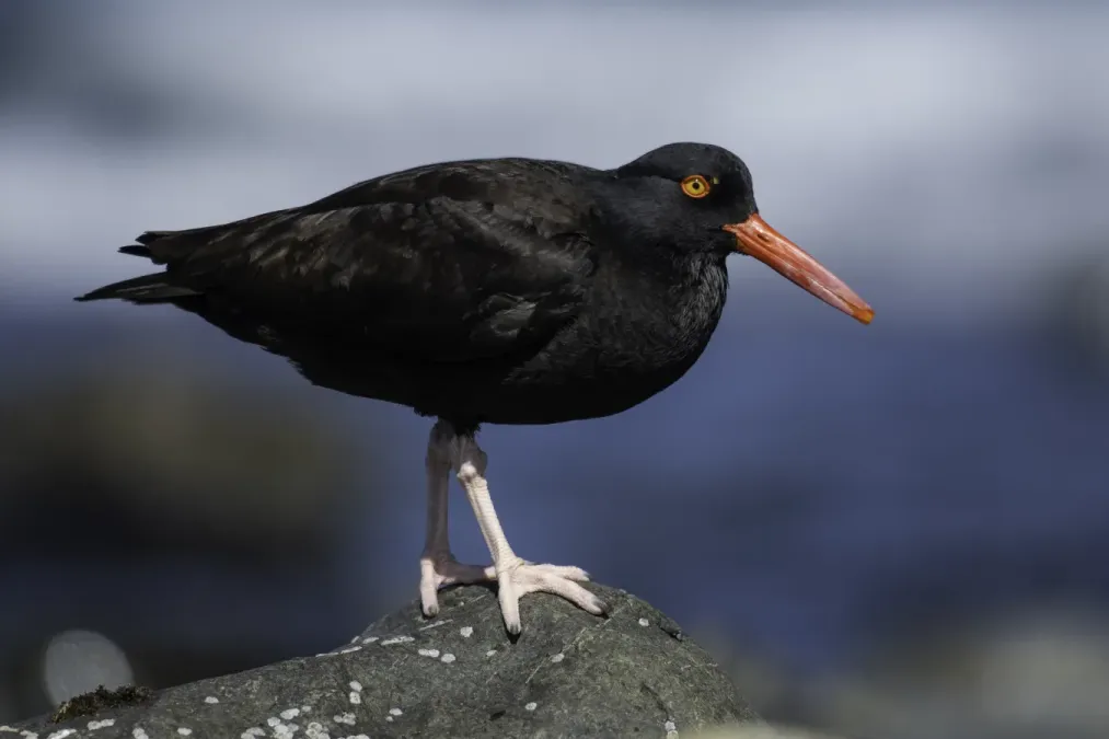 File:Black oystercatcher (Haematopus bachmani) 2023 4.jpg