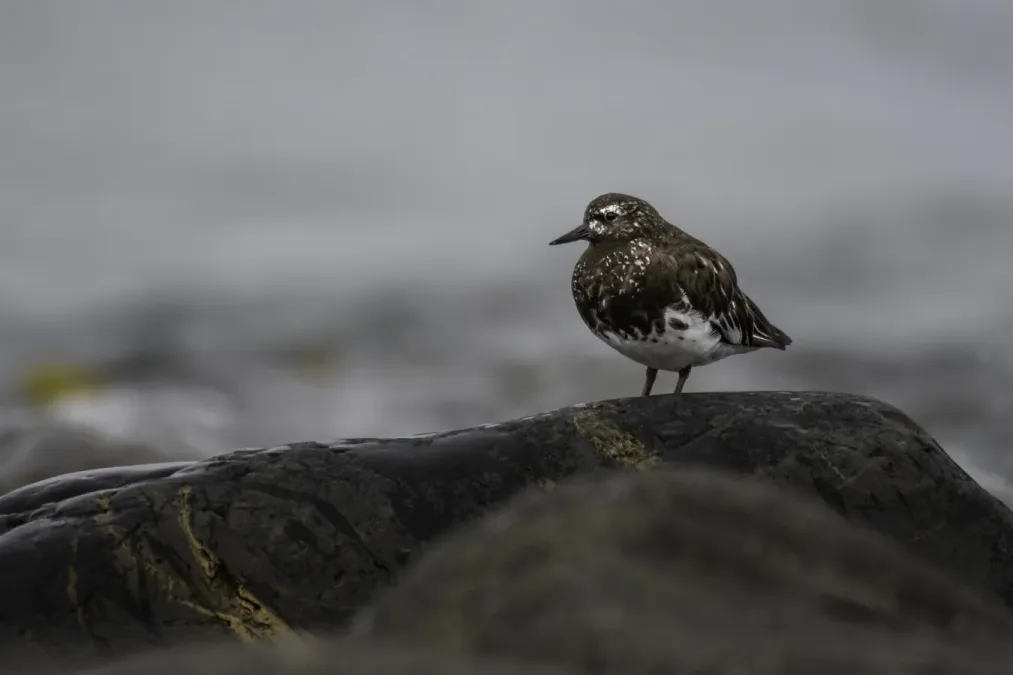 File:Black turnstone (Arenaria melanocephala) 2023.jpg