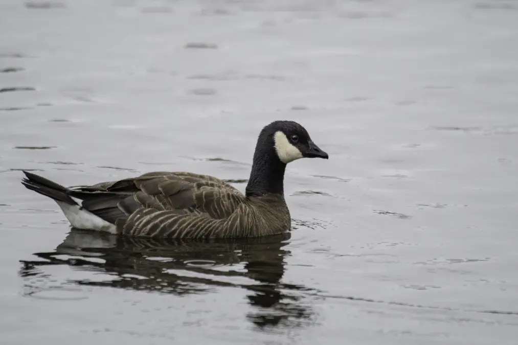 File:Cackling goose (Branta hutchinsii) 2023.jpg