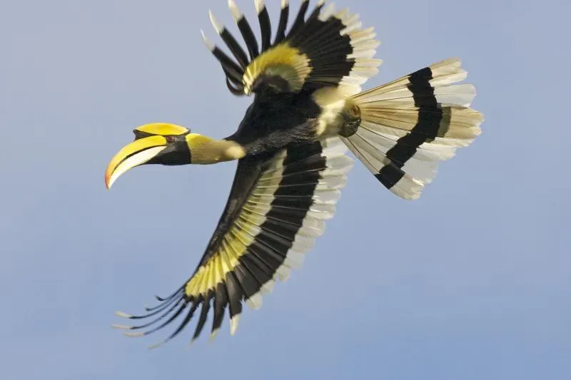 File:Great hornbill (Buceros bicornis) flying.jpg