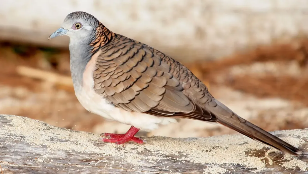 File:Geopelia humeralis -Green Island National Park, Queensland, Australia-8a.jpg