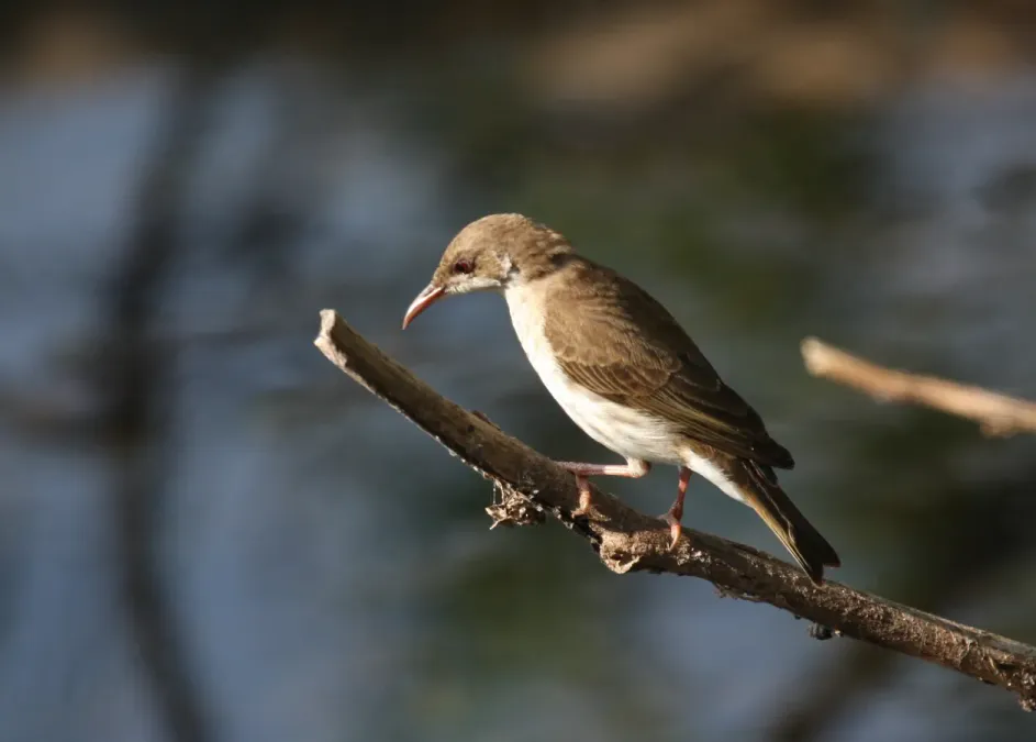 File:Ramsayornis modestus -Australia-8.jpg