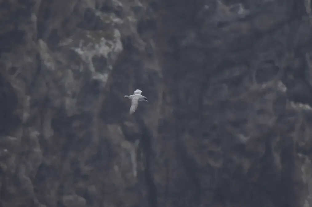 File:Procellaria cinerea in flight Antipodes Island.jpg