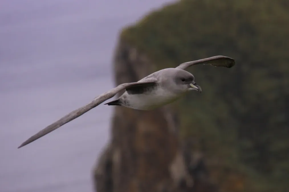 File:Procellaria cinerea in flight.jpg