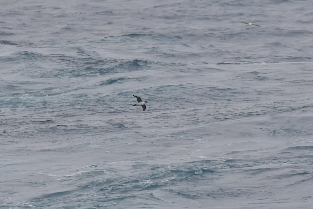 File:Procellaria cinerea in flight over the sea 1.jpg