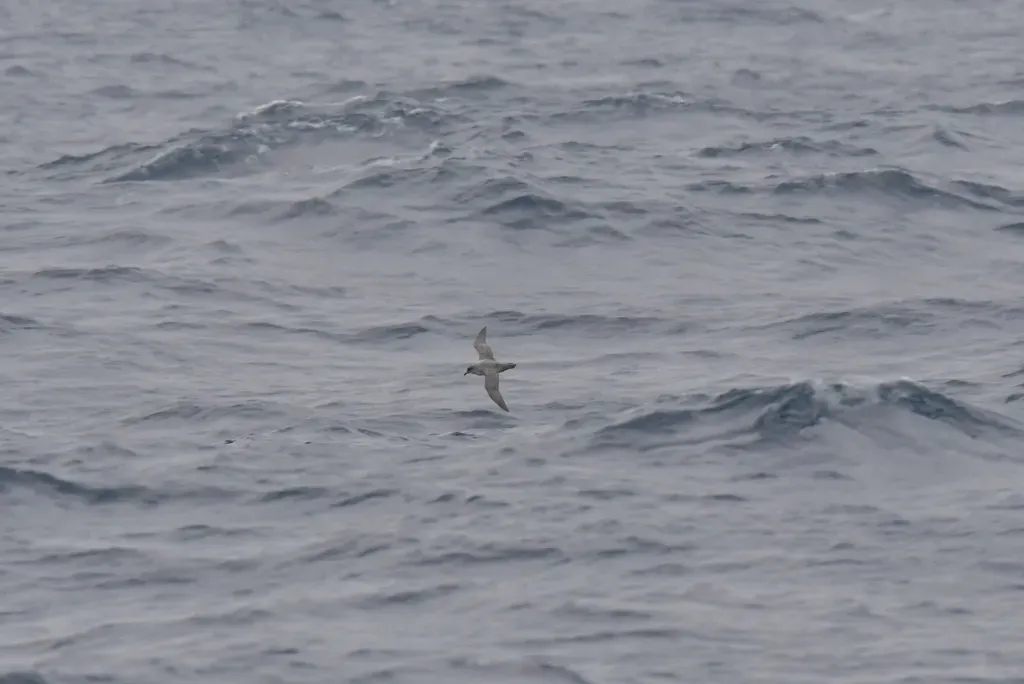 File:Procellaria cinerea in flight over the sea 2.jpg
