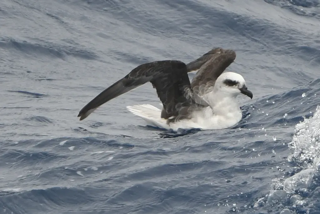 File:Pterodroma lessonii swimming.jpg