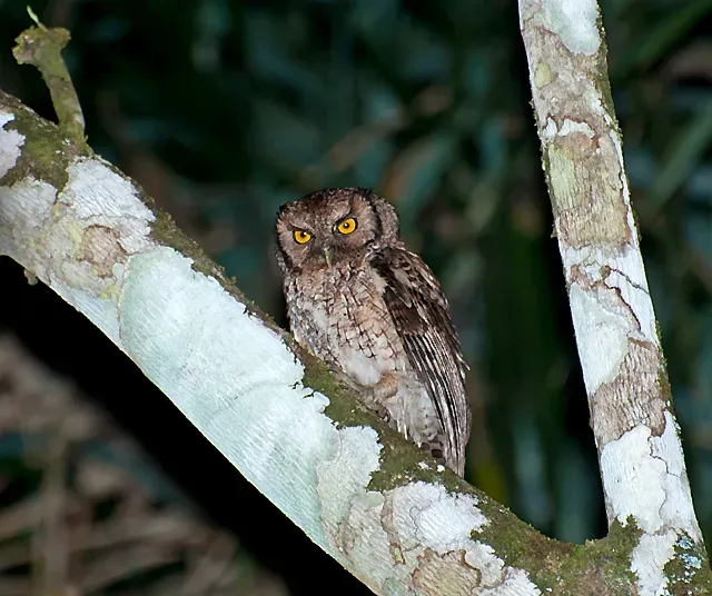 File:Megascops atricapilla -Vale do Ribeira, Registro, Sao Paulo, Brazil-8.jpg