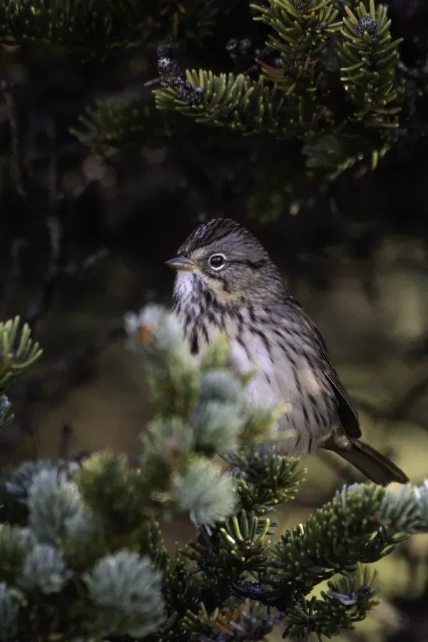 File:Lincoln's sparrow (Melospiza lincolnii) 2023.jpg