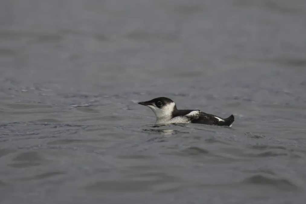 File:Marbled murrelet (Brachyramphus marmoratus) 2023 2.jpg