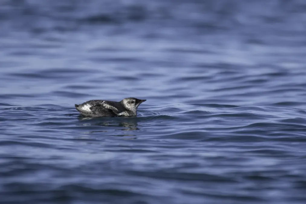 File:Marbled murrelet (Brachyramphus marmoratus) 2023 01.jpg