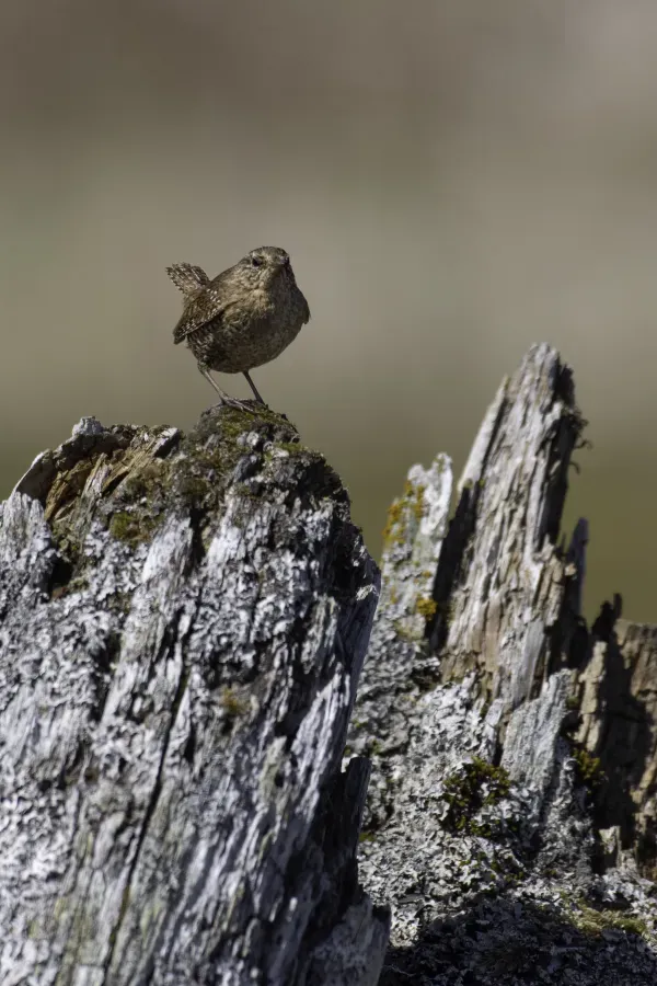 File:Pacific wren (Troglodytes pacificus) 2023 2.jpg