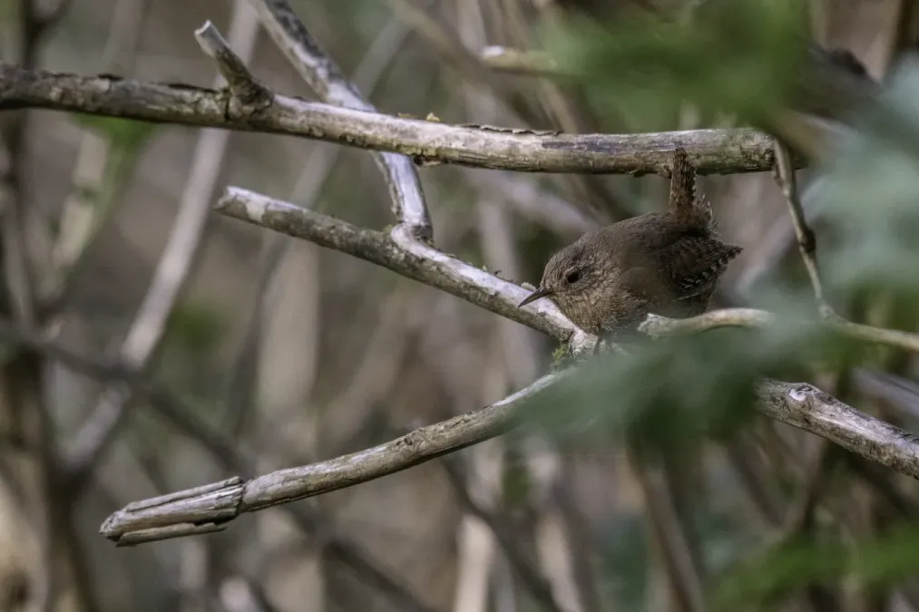 File:Pacific wren (Troglodytes pacificus) 2023 01.jpg