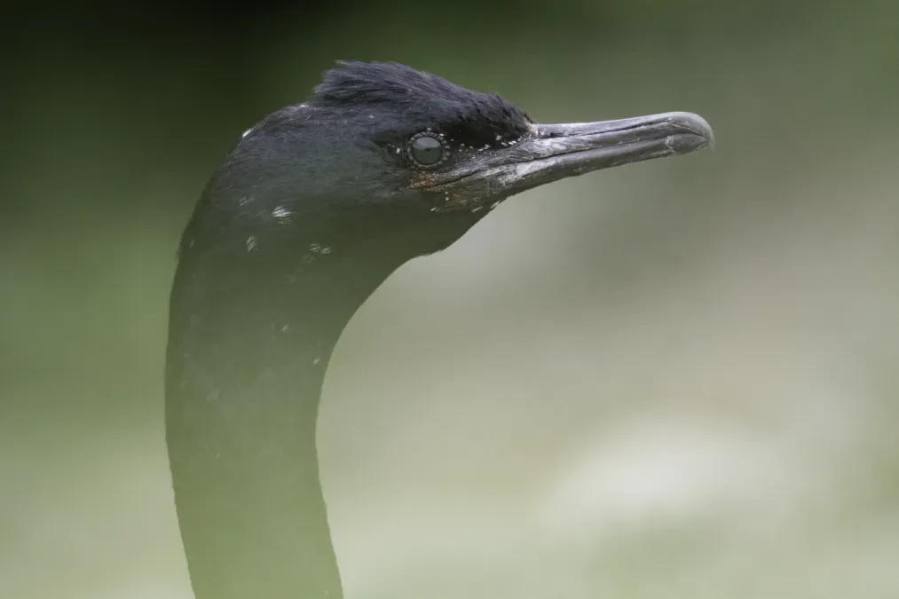 File:Pelagic cormorant (Urile pelagicus) 2023 2.jpg