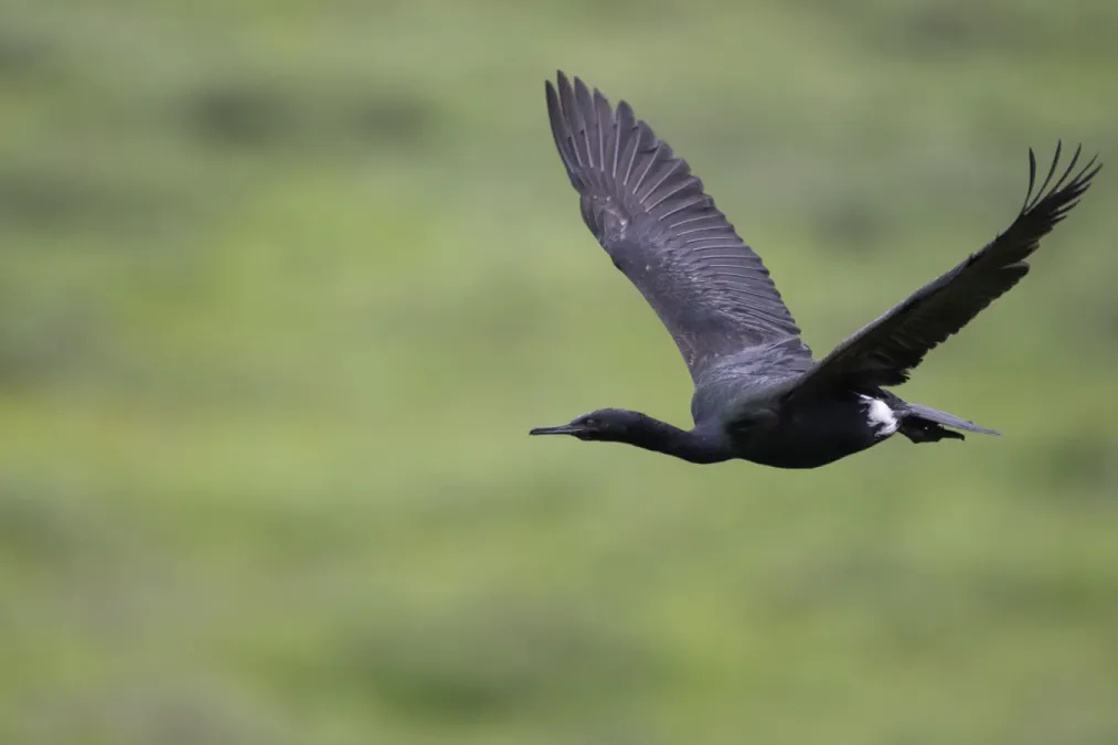 File:Pelagic cormorant (Urile pelagicus) 2023 3.jpg