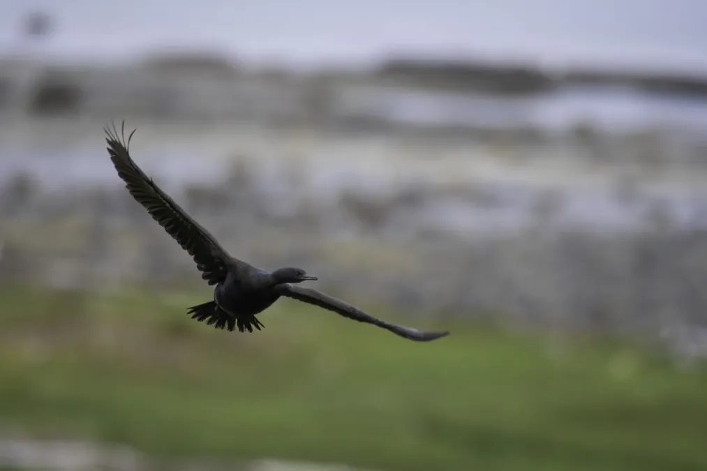 File:Pelagic cormorant (Urile pelagicus) 2023 01.jpg