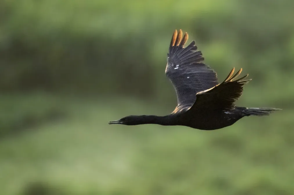 File:Pelagic cormorant (Urile pelagicus) 2023 4.jpg