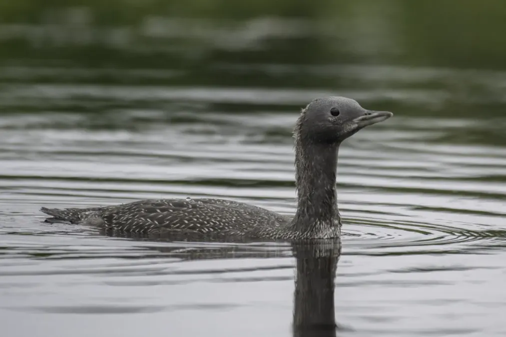 File:Red-throated loon (Gavia stellata) 01.jpg