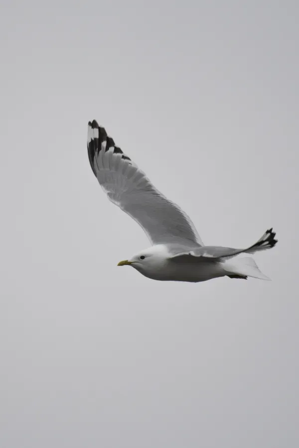 File:Short-billed gull (Larus brachyrhynchus) 2023 01.jpg