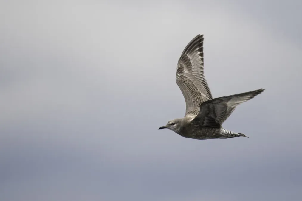 File:Short-billed gull (Larus brachyrhynchus) 2023 3.jpg