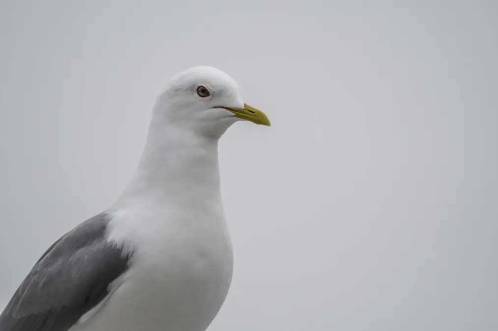 File:Short-billed gull (Larus brachyrhynchus) 2023 2.jpg