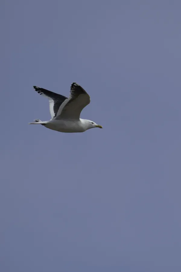 File:Slaty-backed gull (Larus schistisagus) 2023.jpg