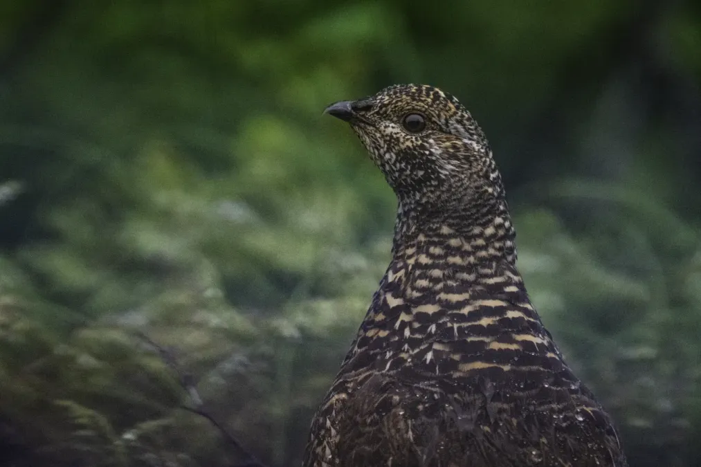 File:Spruce grouse (Canachites canadensis) 2023 2.jpg