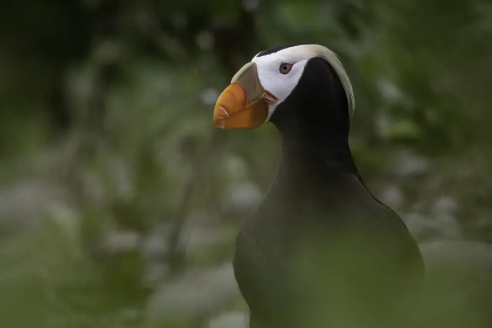 File:Tufted puffin (Fratercula cirrhata) 2023 2.jpg