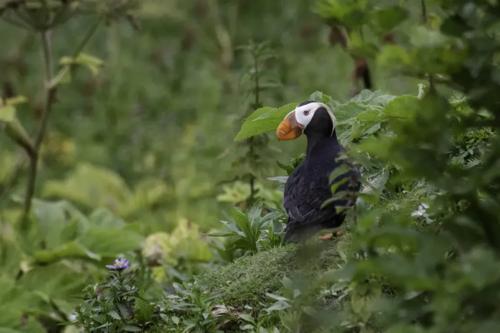 File:Tufted puffin (Fratercula cirrhata) 2023 4.jpg