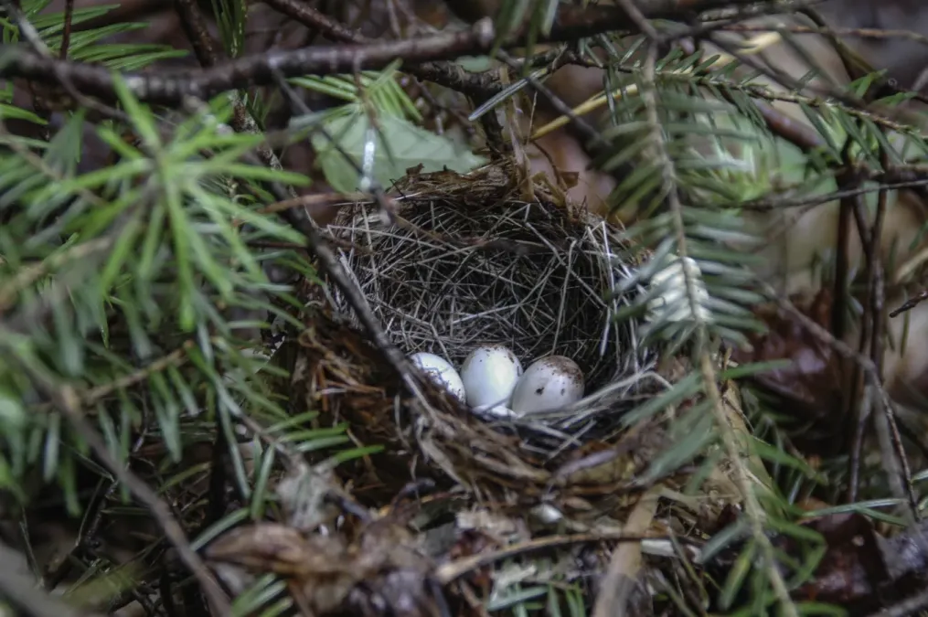File:Black-throated blue warbler (Setophaga caerulescens) 2014.jpg