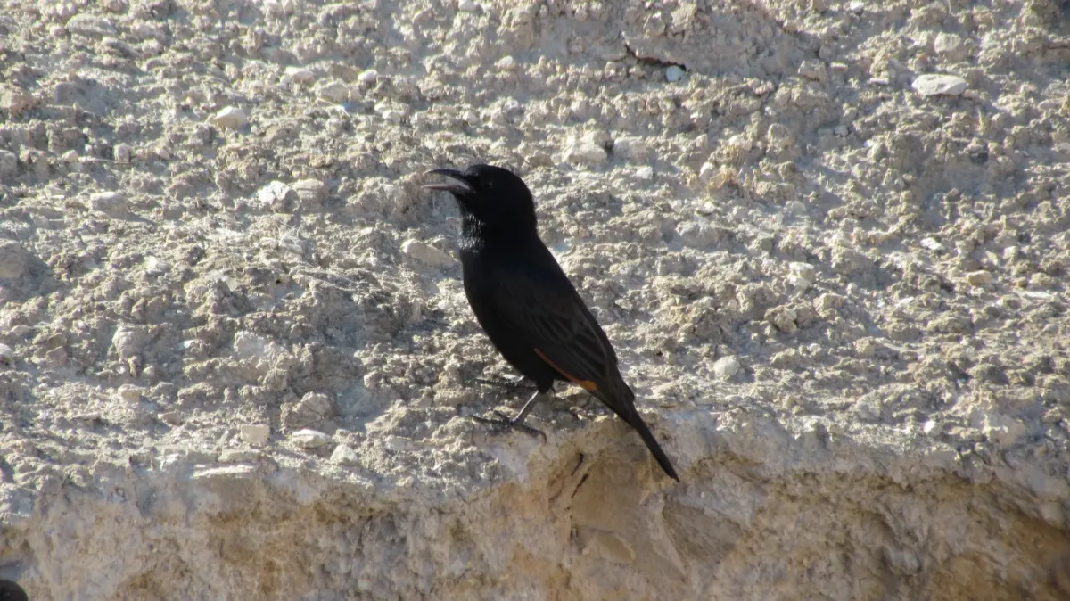 File:Onychognathus tristramii PikiWiki Israel 15342.JPG