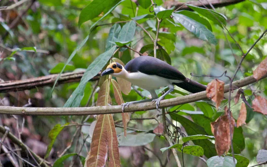 File:White-necked Rockfowl (Picathartes gymnocephalus).jpg