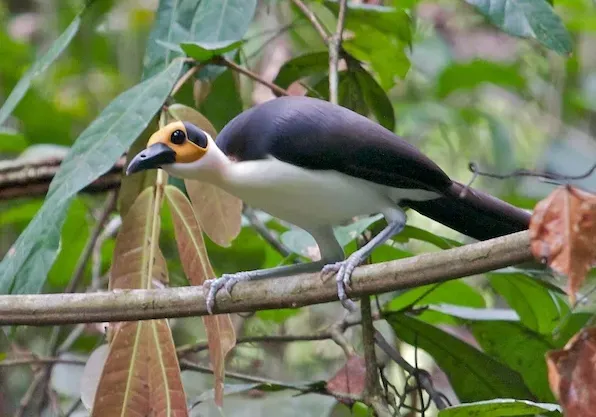 File:White-necked Rockfowl (Picathartes gymnocephalus)cropped.jpg
