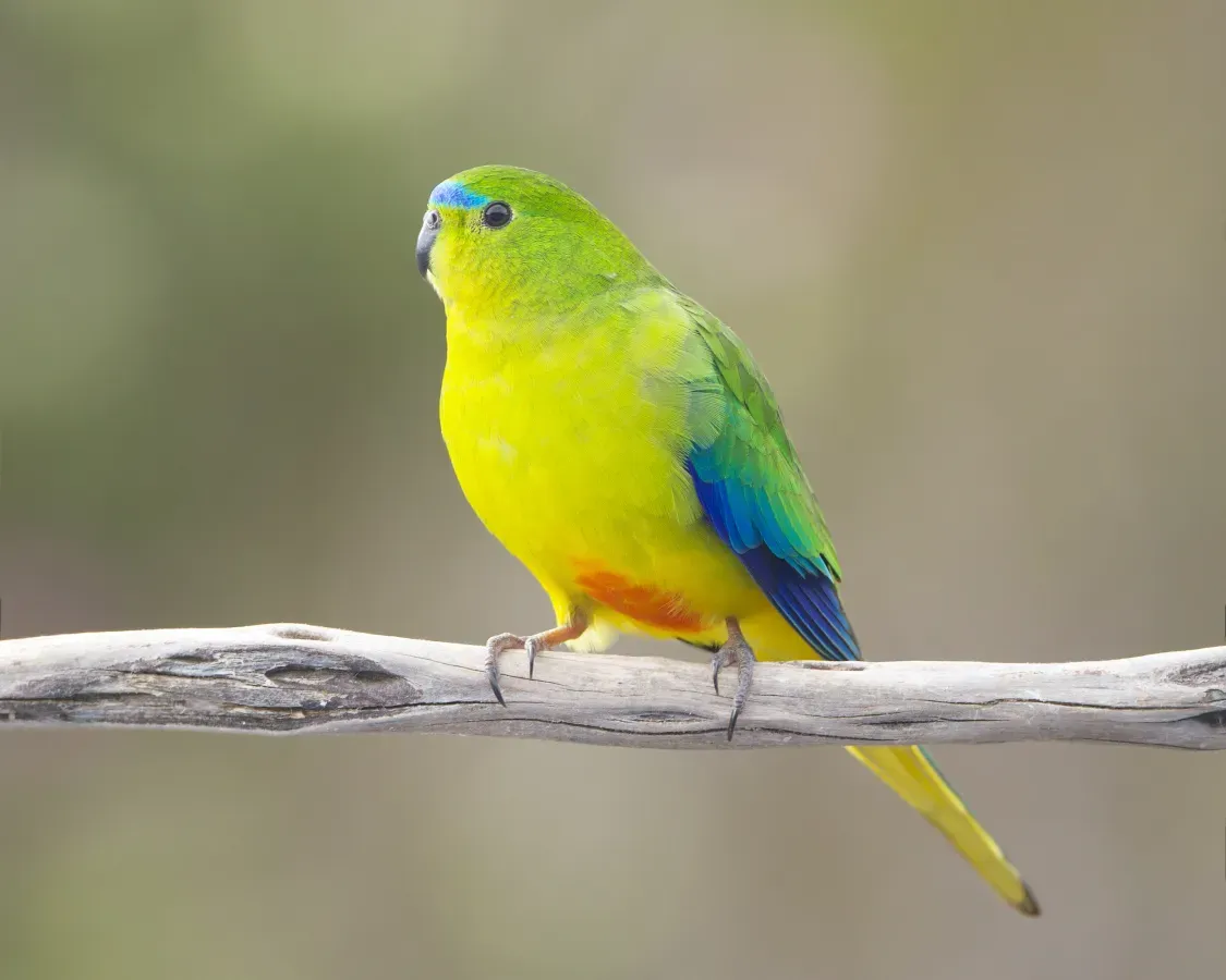 File:Neophema chrysogaster male - Melaleuca.jpg