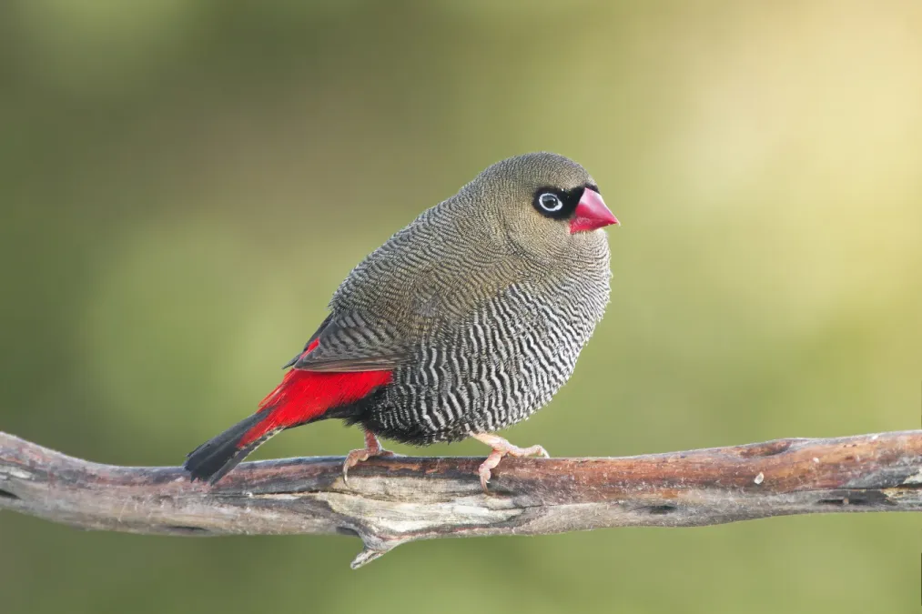 File:Stagonopleura bella male - Melaleuca.jpg