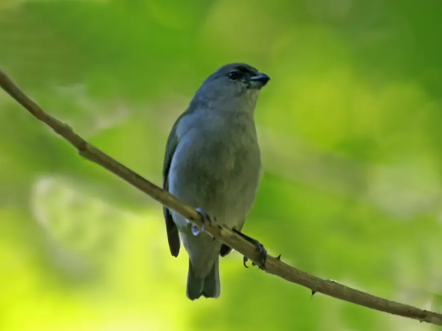 File:Jamaican Euphonia RWD.jpg