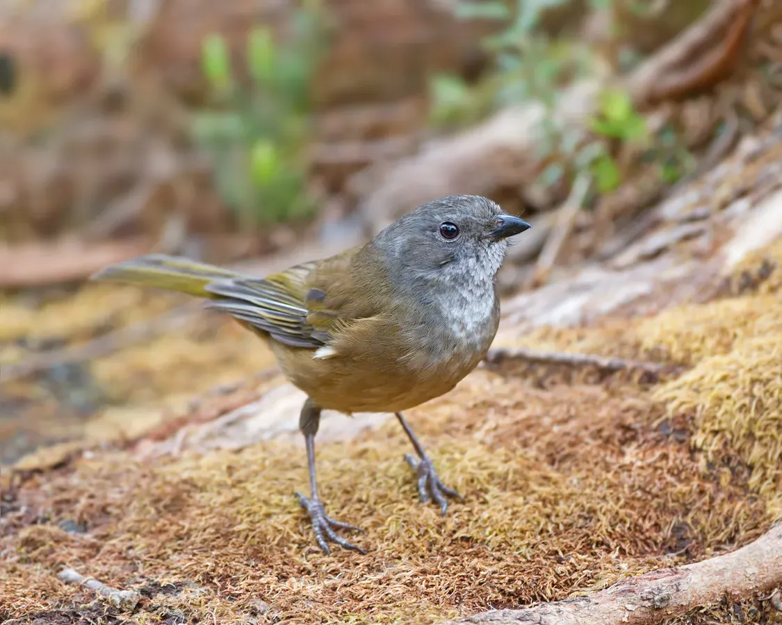 File:Pachycephala olivacea - Melaleuca.jpg