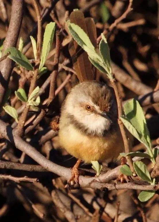 File:Prinia flavicans -Red Sands Game Reserve, Kuruman, Northern Cape, South Africa-8.jpg