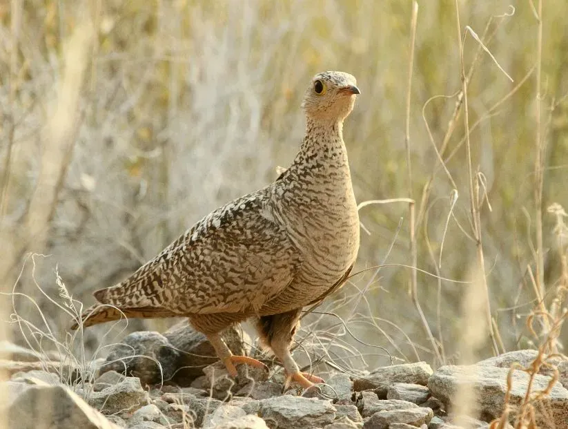 File:Pterocles bicinctus -Northern Cape, South Africa -female-8.jpg