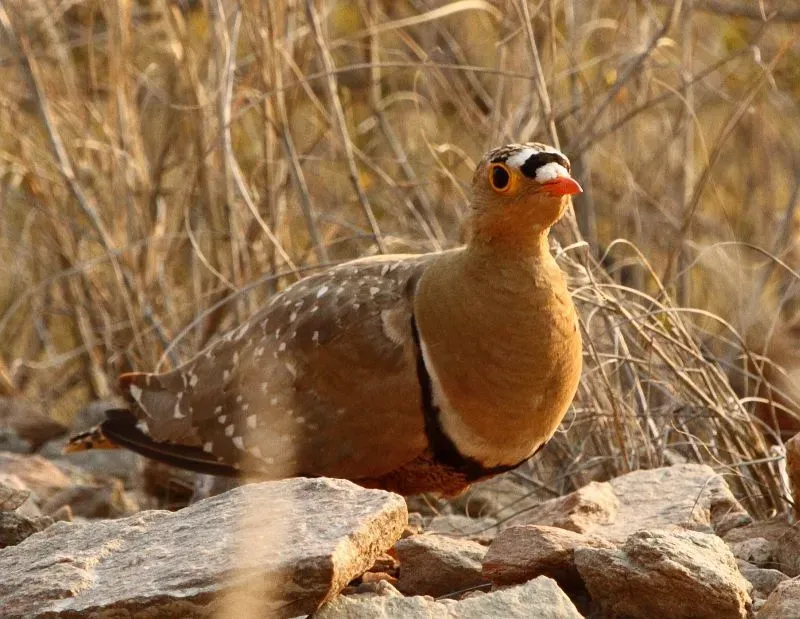 File:Pterocles bicinctus -Northern Cape, South Africa -male-8.jpg