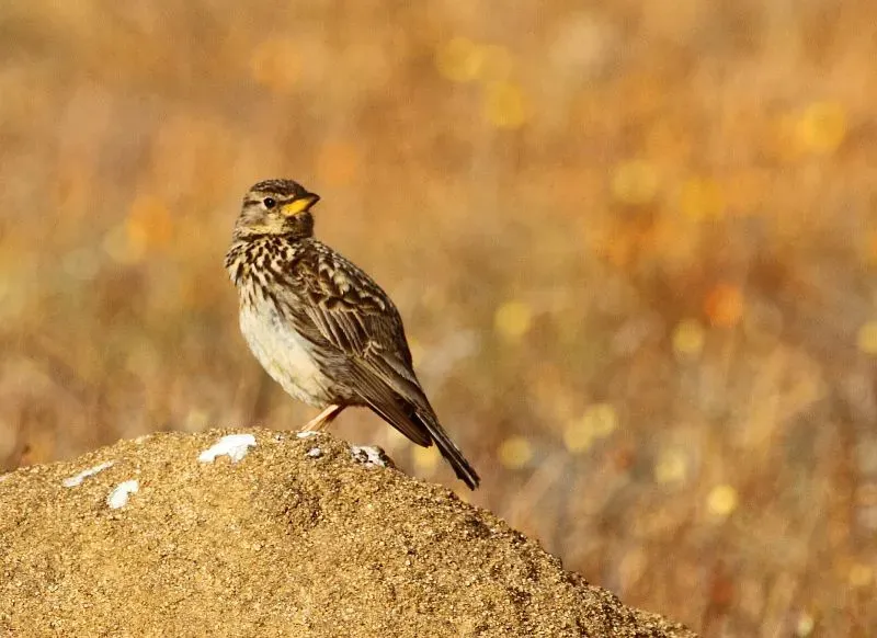 File:Galerida magnirostris -Namaqua National Park, Northern Cape, South Africa-8.jpg